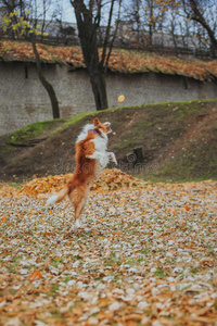 听话的狗繁殖边境牧羊犬。肖像，秋天，自然，技巧，训练