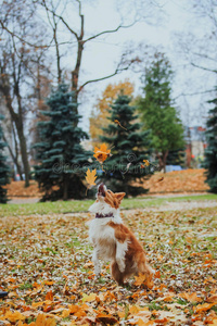 听话的狗繁殖边境牧羊犬。肖像，秋天，自然，技巧，训练