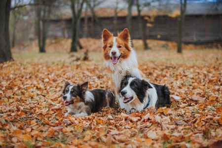 听话的狗繁殖边境牧羊犬。肖像，秋天，自然，技巧，训练