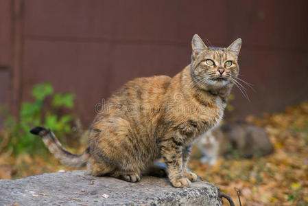 不寻常的红猫