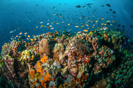 印度尼西亚，龙目岛，努沙登加拉巴拉特岛，各种礁鱼在珊瑚礁上游动
