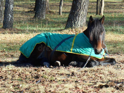 毯子里的马在睡觉