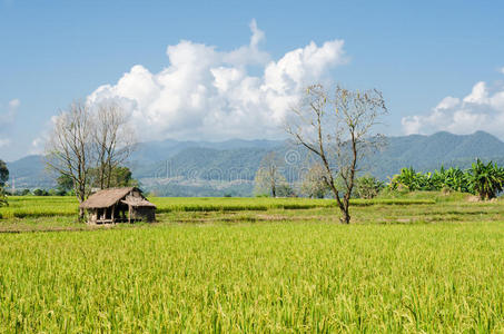 泰国农业稻田小屋