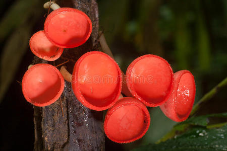 牛排大餐多汁烧烤牛排,配大蒜泥,土豆和肉鸡肝菌-牛排真菌桉树肝蘑菇