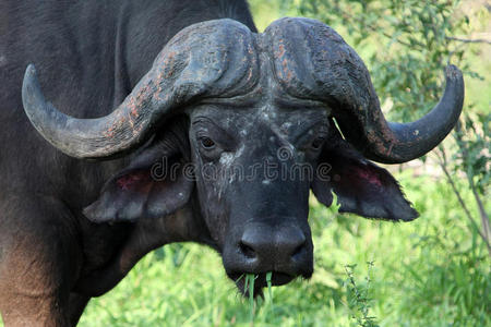 布法罗角syncerus caffer，公牛，克鲁格国家公园，