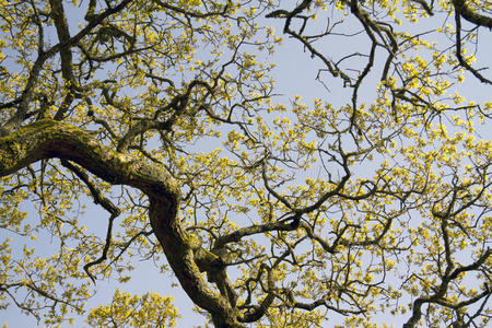 一棵老树的树枝照片