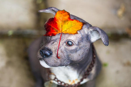 头上顶着秋叶的狗的身影。