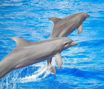 海洋生物 夏天 行动 生物 打破 海岸 朋友 泼洒 脚蹼