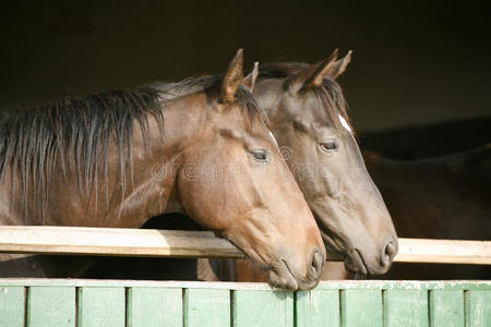 两匹纯种马从马厩门上望过去