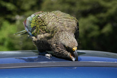新西兰土生土长的鸟kea鹦鹉试图上车