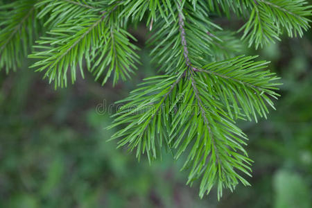 常青树树叶常青树照片