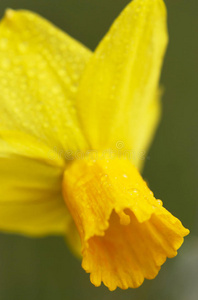 雨后的水仙花