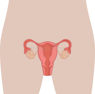 人体解剖学女性生殖器官