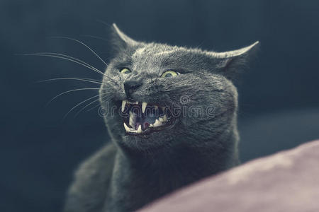 大灰猫咧嘴一笑