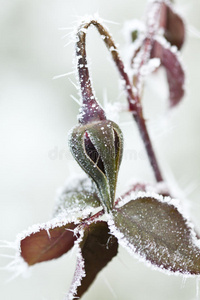 冰晶玫瑰花蕾