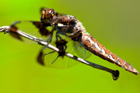 普通白尾蜻蜓