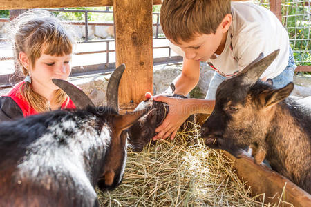两个孩子男孩和女孩在远处照顾家畜