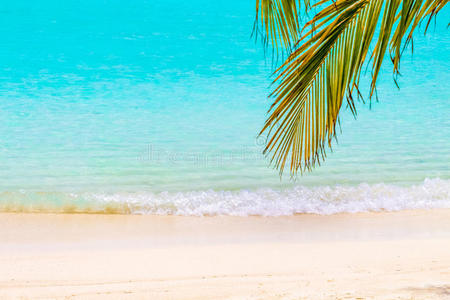 马尔代夫的一个岛上，梦幻海滩前的椰子棕榈叶
