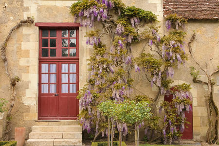 一座有紫色紫藤的老农舍的正面。切诺索。法国