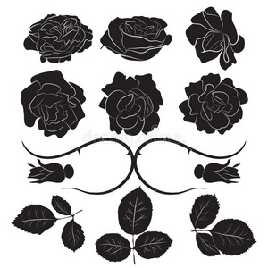 花的 玫瑰 花瓣 插图 艺术 开花 复古的 收集 绘图 自然