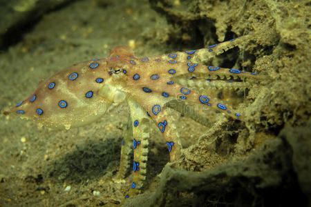 章鱼现代平面设计章鱼图标章鱼分离章鱼特写章鱼章鱼(海怪)小章鱼在