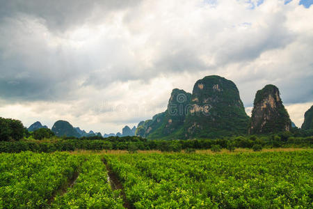 塔和墓地采用城镇关于南方西英语南印度山脉西部高止山脉丘陵上的茶园