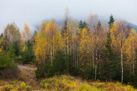 美丽的秋景在森林中的卡尔帕蒂山