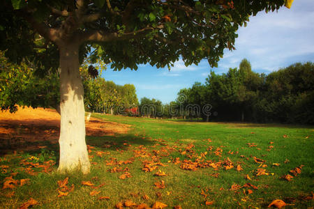 寂寞的秋树。浪漫的秋景