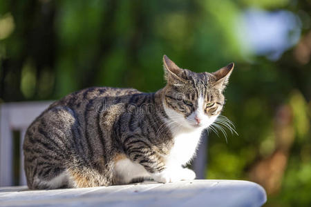 可爱的猫在木桌上休息