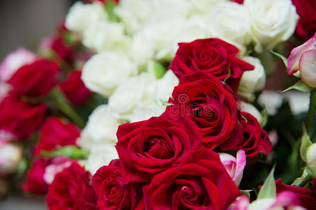 红玫瑰和白玫瑰