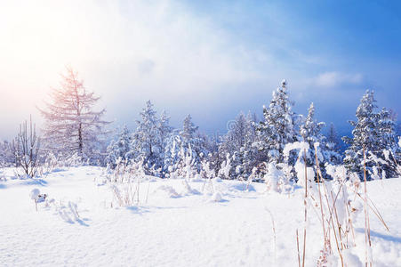 山上白雪覆盖的树木