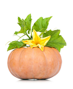 圆南瓜照片