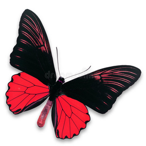 黑与红蝴蝶