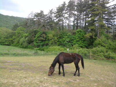 在草地上吃草的时候，篱笆上满是血的马