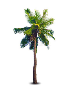 棕榈树矢量图