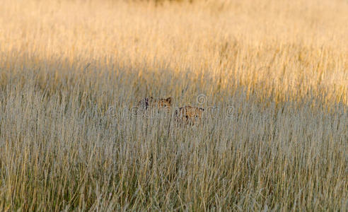 纳米比亚大草原上的猎豹