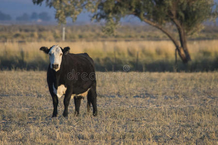 小美国杂交牧场上的秃头奶牛照片