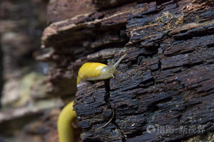 亮黄色班纳蛞蝓