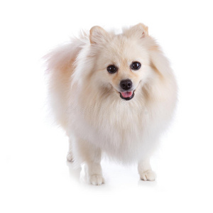 白色博美犬幼犬图片