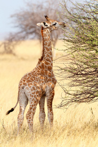 伊托沙国家公园里可爱的小长颈鹿
