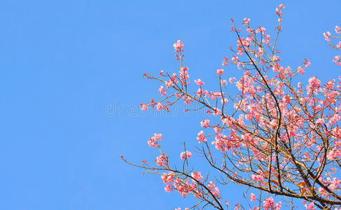 粉红樱花