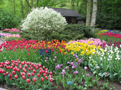 公园 花园 植物 灌木 步行 花展 地被植物 郁金香 园艺
