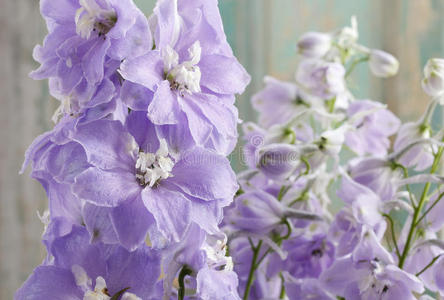 出售给花店门口橡木林中的木香花漂亮的, 大的紫色铁线莲的花园里的花