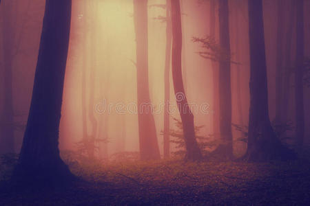 雾天森林里的树木像火炬