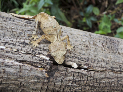 马达加斯加东部ranomafana雨林中的撒旦叶尾壁虎uroplatus phantasticus。红眼睛和眼睛上方的角