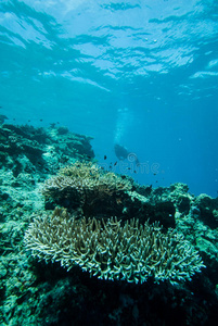 潜水员和各种硬珊瑚礁在德拉旺，加里曼丹，印度尼西亚水下照片