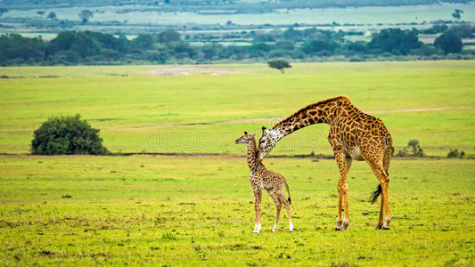 带着孩子的长颈鹿妈妈