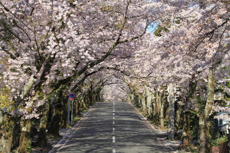 伊豆高原樱花洞