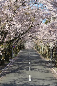 伊豆高原樱花洞