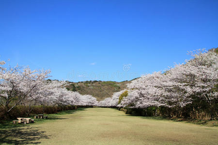 静冈伊豆的一排樱花树